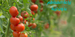 زراعة الطماطم بدون تربة.. وما هي خطوات زراعة الطماطم بدون تربة؟