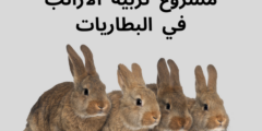 مشروع تربية الأرانب في البطاريات