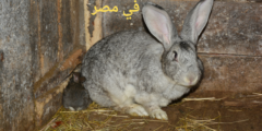 أماكن بيع سلالات الأرانب في مصر